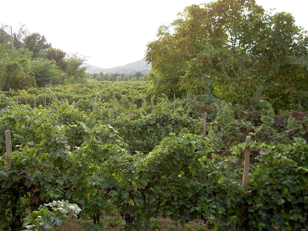 Agriturismo Monteortone アーバノ・テルメ エクステリア 写真